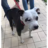 Foto dell\'animale cane - Matr. 2017/2259 - Microchip 380260002481865
