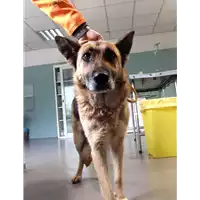 Foto dell\'animale cane - Matr. 2018/0914 - Microchip 380260043520034
