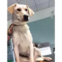 Foto dell\'animale cane - Matr. 2018/0915 - Microchip 380260043519930