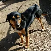 Foto dell\'animale cane - Matr. 2009/0638 - Microchip 981100002054301