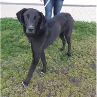 Foto dell\'animale cane - Matr. 2012/1340 - Microchip 380260040985899