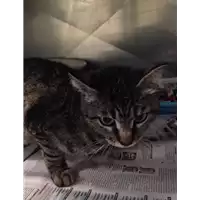 Foto dell\'animale gatto - Matr. 2018/0918 - Microchip 380260043499731