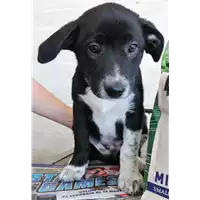 Foto dell\'animale cane - Matr. 2018/0925 - Microchip 380260043501403