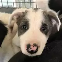 Foto dell\'animale cane - Matr. 2018/0924 - Microchip 380260043499927