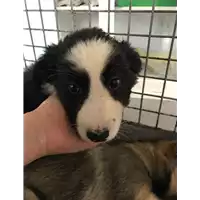 Foto dell\'animale cane - Matr. 2018/0923 - Microchip 380260043483912