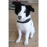 Foto dell\'animale cane - Matr. 2018/0920 - Microchip 380260043501279