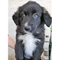 Foto dell\'animale cane - Matr. 2018/0921 - Microchip 380260043500773