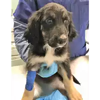 Foto dell\'animale cane - Matr. 2018/0926 - Microchip 380260043519941