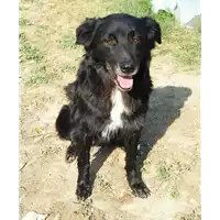 Foto dell\'animale cane - Matr. 2018/0927 - Microchip 380260040907076