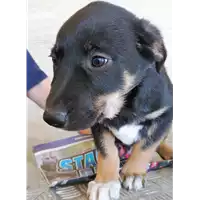 Foto dell\'animale cane - Matr. 2018/0922 - Microchip 380260043500379