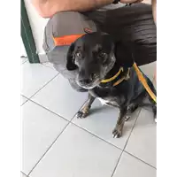 Foto dell\'animale cane - Matr. 2018/0930 - Microchip 380260043519960