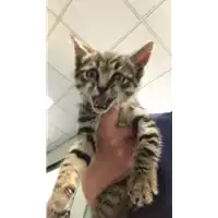 Foto dell\'animale gatto - Matr. 2018/0933 - Microchip 380260043520104
