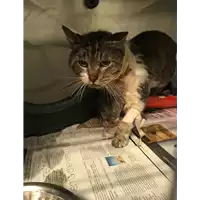 Foto dell\'animale gatto - Matr. 2018/0931 - Microchip 380260043282902