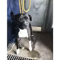 Foto dell\'animale cane - Matr. 2017/1961 - Microchip 380260100387043
