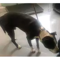Foto dell\'animale cane - Matr. 2018/0938 - Microchip 941000012421400