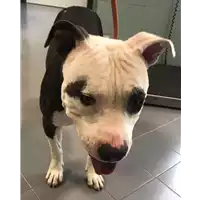 Foto dell\'animale cane - Matr. 2017/2259 - Microchip 380260002481865