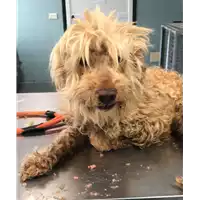 Foto dell\'animale cane - Matr. 2018/0939 - Microchip 380260043519778