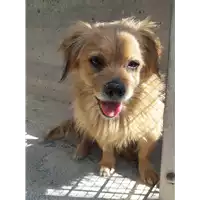 Foto dell\'animale cane - Matr. 2018/0935 - Microchip 380260043519725