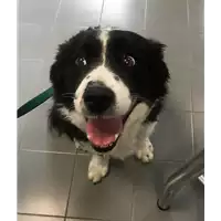 Foto dell\'animale cane - Matr. 2018/0950 - Microchip 982009102089207