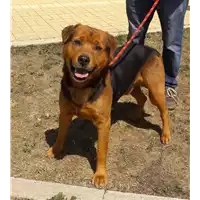 Foto dell\'animale cane - Matr. 2016/1778 - Microchip 380260042789232