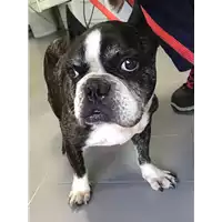Foto dell\'animale cane - Matr. 2018/0953 - Microchip 985120032361725