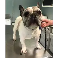 Foto dell\'animale cane - Matr. 2018/0954 - Microchip 380260000131022