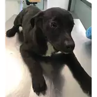 Foto dell\'animale cane - Matr. 2018/0955 - Microchip 380260042932175