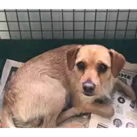 Foto dell\'animale cane - Matr. 2018/0956 - Microchip 380260042790378