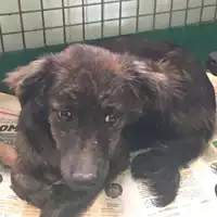 Foto dell\'animale cane - Matr. 2018/0957 - Microchip 380260042931905