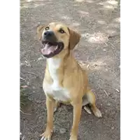 cane - Matr. 2017/1482 - Microchip 380260043269075