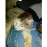 Foto dell\'animale gatto - Matr. 2018/0958 - Microchip 380260042931854