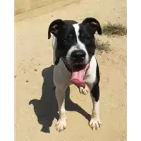 Foto dell\'animale cane - Matr. 2018/0630 - Microchip 380260043500961