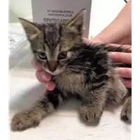 Foto dell\'animale gatto - Matr. 2018/0962 - Microchip 380260042932170