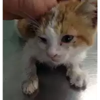 Foto dell\'animale gatto - Matr. 2018/0960 - Microchip 380260042931883