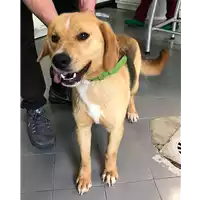Foto dell\'animale cane - Matr. 2018/0853 - Microchip 380260043500157