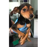 Foto dell\'animale cane - Matr. 2018/0968 - Microchip 380260042816364