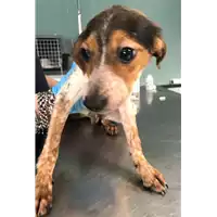 Foto dell\'animale cane - Matr. 2018/0965 - Microchip 380260042815206