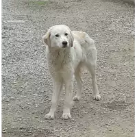Foto dell\'animale cane - Matr. 2016/0723 - Microchip 380260042835489