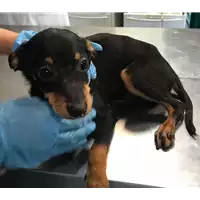 Foto dell\'animale cane - Matr. 2018/0967 - Microchip 380260042820328
