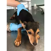 Foto dell\'animale cane - Matr. 2018/0969 - Microchip 380260042819963