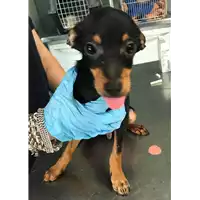 Foto dell\'animale cane - Matr. 2018/0972 - Microchip 380260042815683