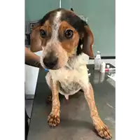 Foto dell\'animale cane - Matr. 2018/0971 - Microchip 380260042819588