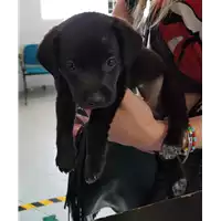Foto dell\'animale cane - Matr. 2018/0974 - Microchip 380260043527368