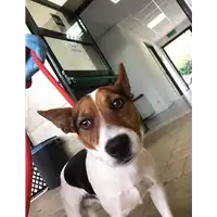 Foto dell\'animale cane - Matr. 2018/0975 - Microchip 380260042842227