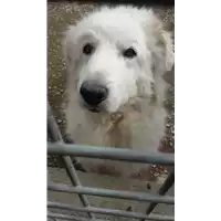 Foto dell\'animale cane - Matr. 2010/0767 - Microchip 380260000089440
