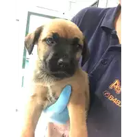Foto dell\'animale cane - Matr. 2018/0977 - Microchip 380260042815901