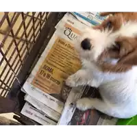 Foto dell\'animale cane - Matr. 2018/0981 - Microchip 380260043672561