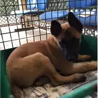 Foto dell\'animale cane - Matr. 2018/0982 - Microchip 953010002544787