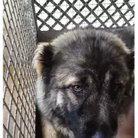 Foto dell\'animale cane - Matr. 2018/0983 - Microchip 643090000297606