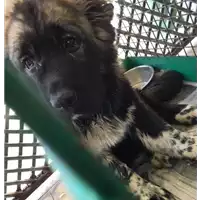 Foto dell\'animale cane - Matr. 2018/0985 - Microchip 643094100539231